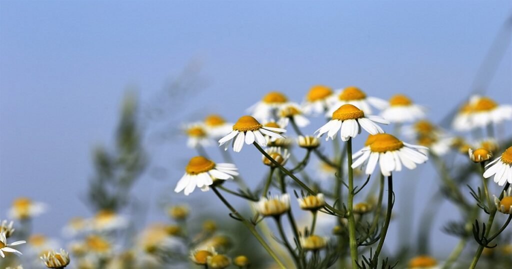 Chamomile: A Soothing Herb with Countless Benefits