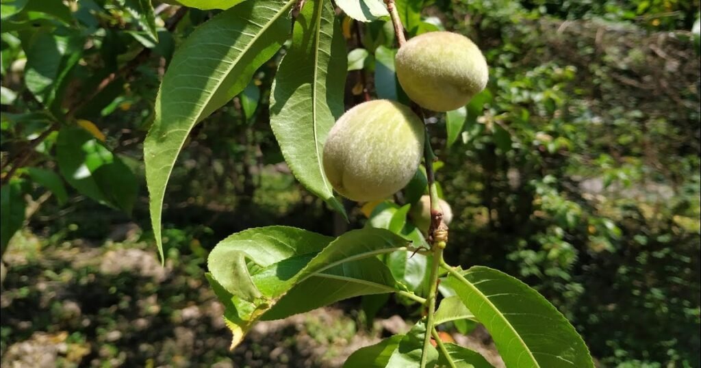 Unveiling the Delightful Mysteries of Green Peach Fruit